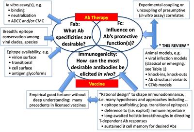 Deciphering Fc-mediated Antiviral Antibody Functions in Animal Models